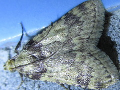 Aglossa dimidiatus