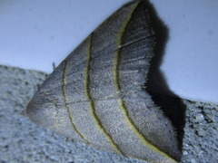 Colobochyla salicalis