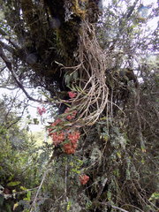 Epidendrum gratissimum