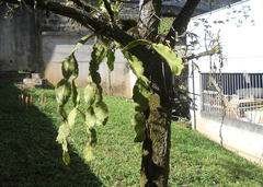 Rhipsalis pachyptera