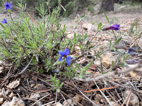 shrubby gromwell