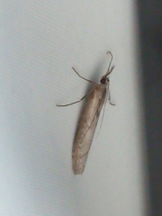 Orocrambus cyclopicus