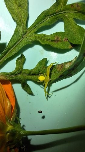 Misumenops pallens