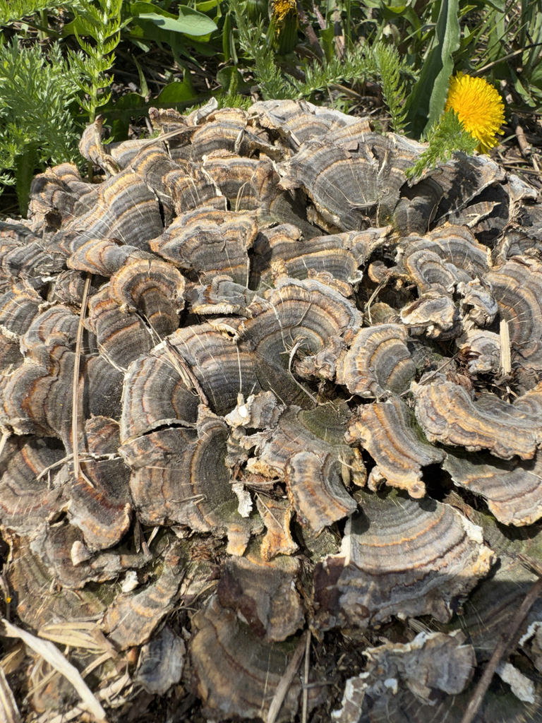 Trametes versicolor · May 2026 · photo: © elk652 (iNaturalist, cc0)