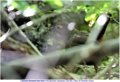 Pteroptochos castaneus