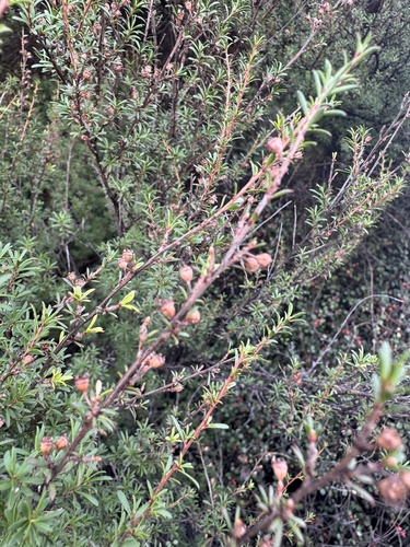 Kunzea ericoides, photograph 5