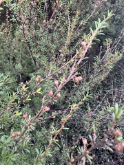 Kunzea ericoides, photograph (c) Ian Dickie, some rights reserved (CC BY)