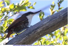 Pygarrhichas albogularis