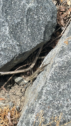 iNaturalist observation photo of Western Fence Lizard