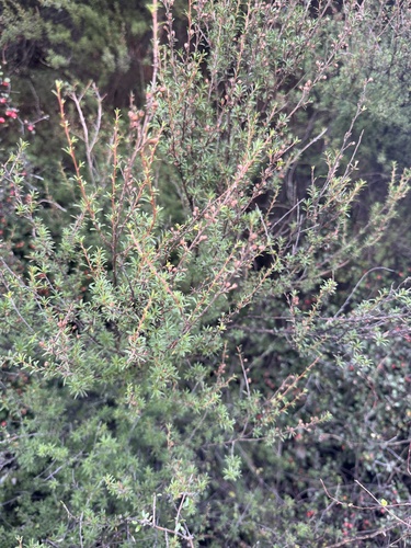 Kunzea ericoides, photograph 6
