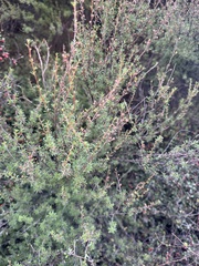 Kunzea ericoides, photograph (c) Ian Dickie, some rights reserved (CC BY)