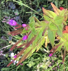 Epilobium alsinifolium
