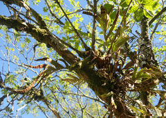 Pleopeltis pleopeltifolia