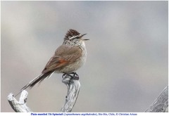 Leptasthenura aegithaloides