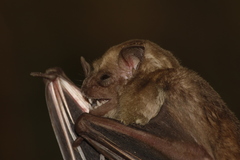 Artibeus fraterculus