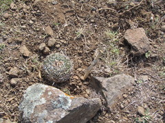 Echinofossulocactus phyllacanthus