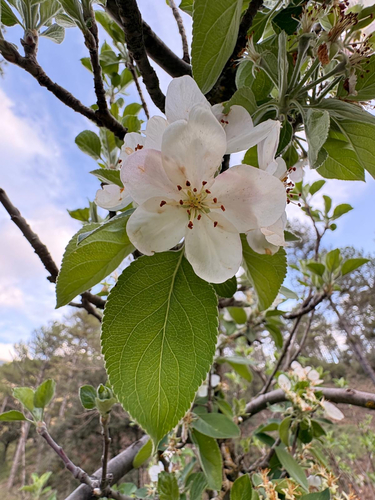 apple