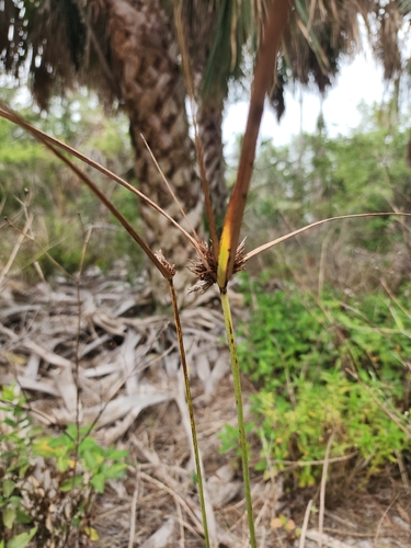 Cyperus planifolius, 2026-05-02