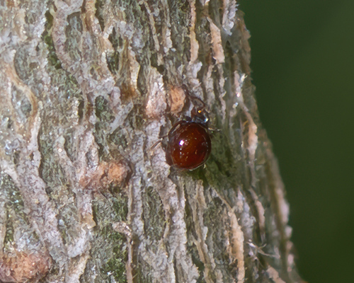Gibbium psylloides, 2026-04-27