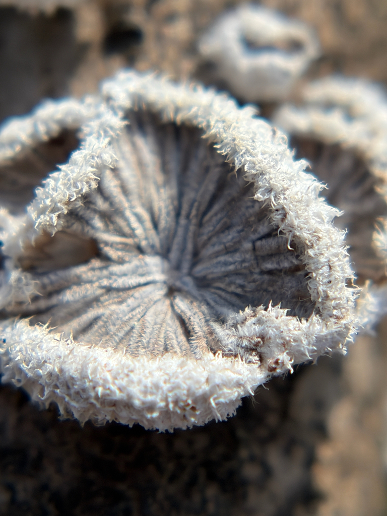 Schizophyllum commune · May 2026 · photo: © kefreecomo (iNaturalist, cc-by)