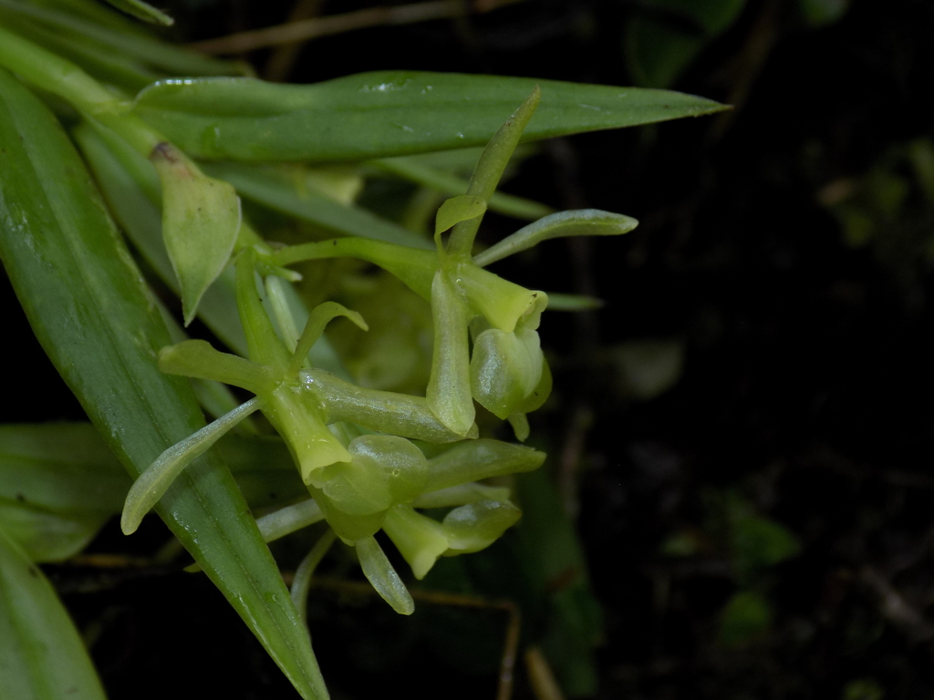 Epidendrum vesicicaule L.O.Williams