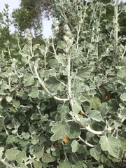 Malacothamnus arcuatus