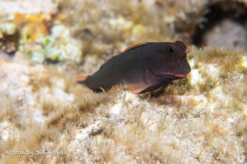 Ophioblennius macclurei