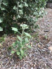 Malacothamnus arcuatus