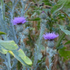 Cirsium rhaphilepis