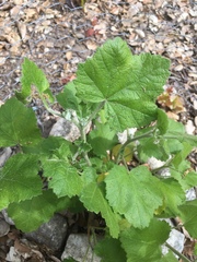 Malacothamnus clementinus