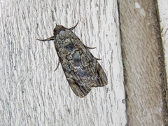 Tachosa guichardi