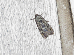 Tachosa guichardi