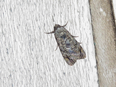 Tachosa guichardi