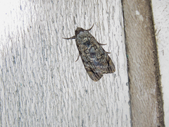 Tachosa guichardi