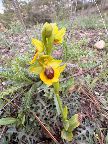 Yellow Bee-orchid