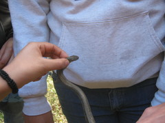 Galvarinus chilensis