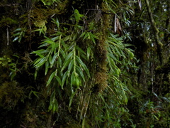 Epidendrum vesicicaule