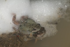 Engystomops pustulatus