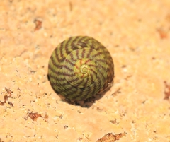 Steromphala umbilicalis