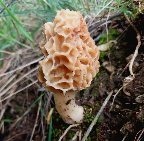 True Morel