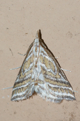 Leptosteges parthenialis