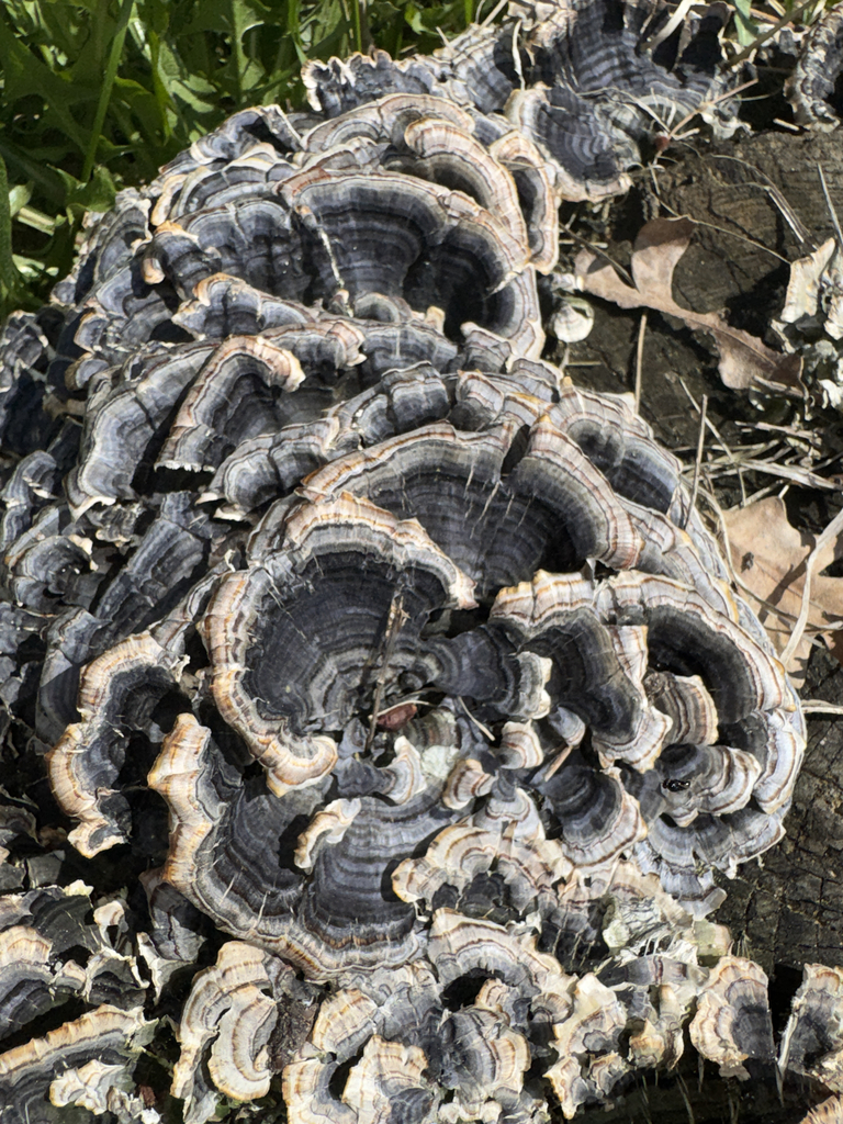 Trametes versicolor · May 2026 · photo: © elk652 (iNaturalist, cc0)