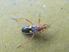 Zelurus fulvomaculatus