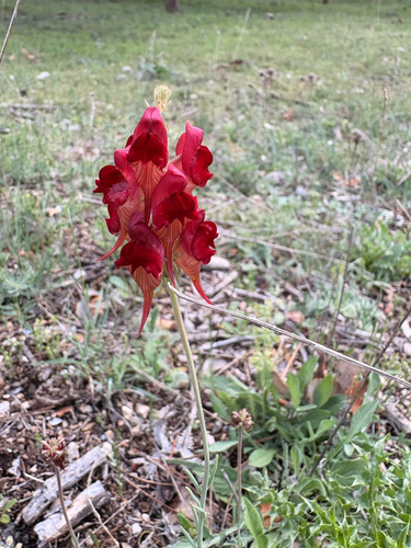Roadside Toadflax