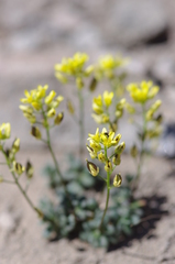 Draba asterophora