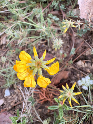 horseshoe vetch