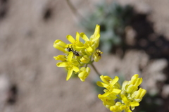 Draba asterophora