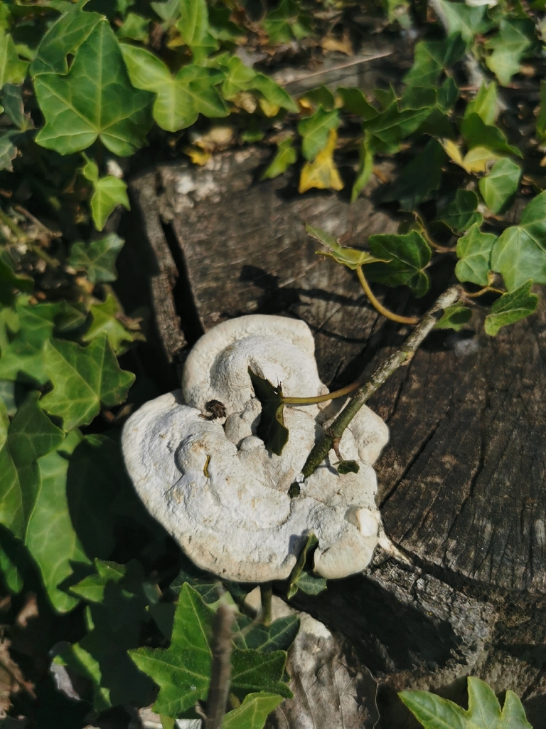 Fomitopsis quercina · May 2026 · photo: © cris_42 (iNaturalist, cc-by-sa)