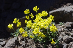 Draba asterophora