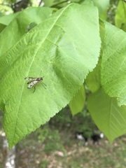 Rhagio albicornis